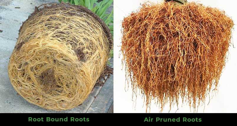 Root-Bound vs Air-Pruned Roots