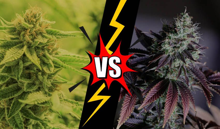 Autoflowering vs Photoperiod Cannabis Plants