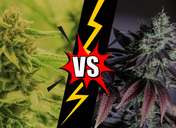Autoflowering vs Photoperiod Cannabis Plants
