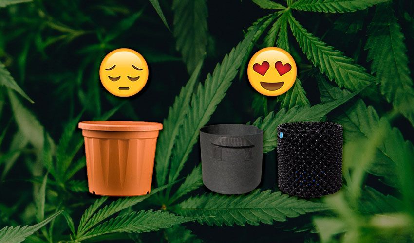 The Best Pots For Growing Cannabis